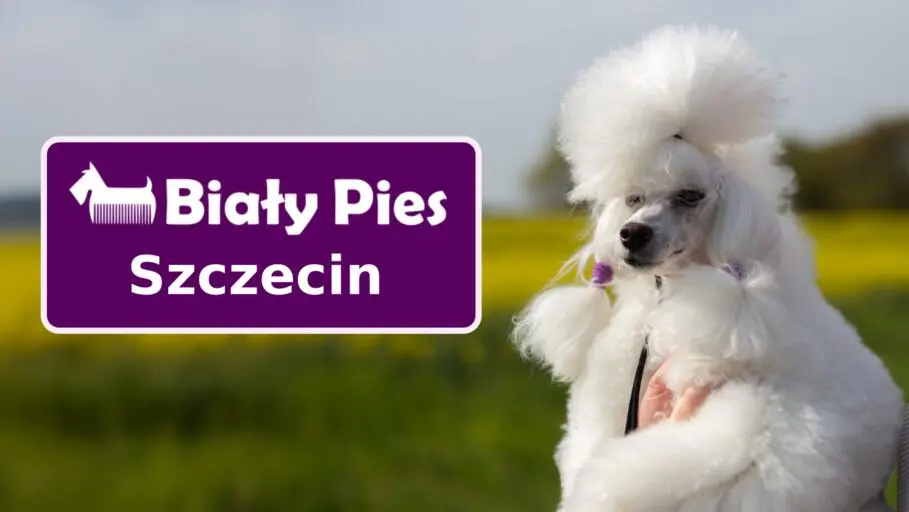 O nas: Oferujemy profesjonalny grooming psów w Szczecinie. Certyfikaty i zadowoleni klienci. Zadbaj o swojego pupila już dziś!