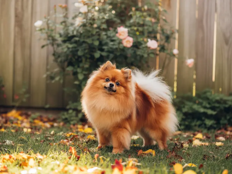 Szpic Miniaturowy (Pomeranian) charakterystyka, pielęgnacja